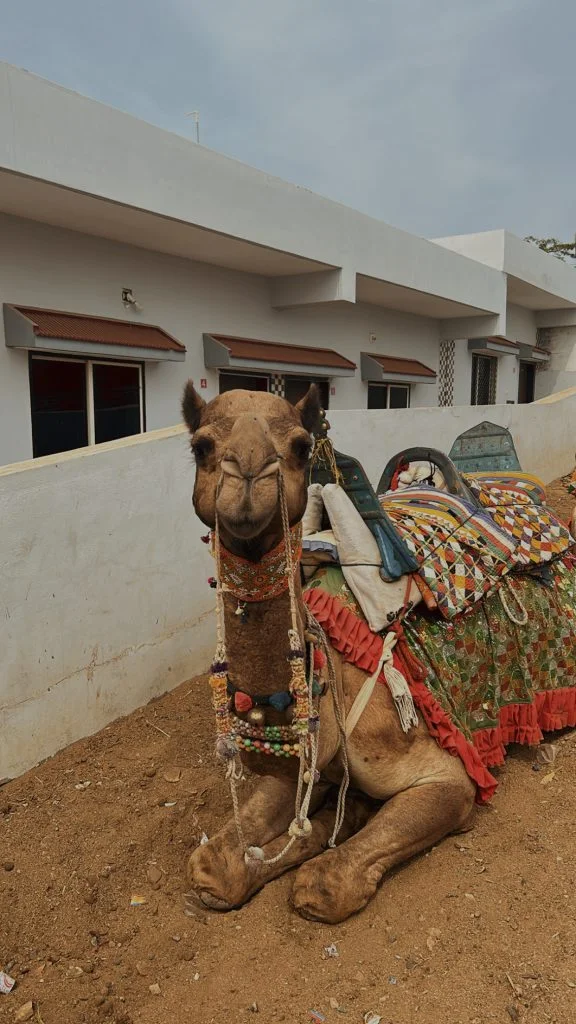 Rann of Kutch Ponytail Excursions 34 576x1024 1